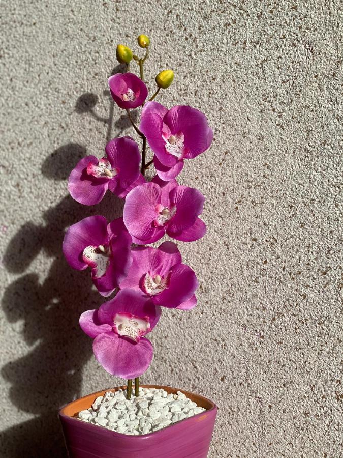 Apartment Orchid 021 Новий Сад Екстер'єр фото